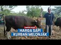 Harga Sapi Kurban Tahun Ini Melonjak di Parepare Ketimbang Tahun Lalu, Selisihnya Sampai Jutaan