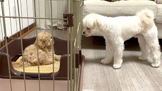 多頭飼いを始めて先住犬の○○に気づかされました【マルチーズ×ペキニーズ×トイプードル】