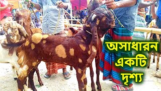 উন্নত জাতের  পাঠা ছাগল কিনতে ভিডিওটি দেখুন, goat farm, goat farming, goat video, goat market, goat