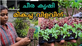 ചീര തൈകൾ നടാം| മികച്ച വിളവിന്|Grow spinach at home