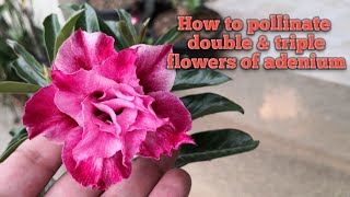 How to pollinate double \u0026 triple flowers of adenium