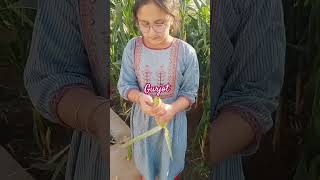 Gurjot is harvesting fresh corn 🌽 #kidsvideo #kidsviralvideos #kidsplaying