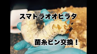 スマトラオオヒラタの菌糸ビン交換！