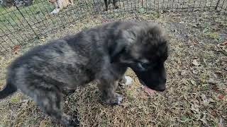 Blue's 2023 Male 2 Anatolian Shepherd puppy