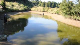 Hosokai Sansai Mud Pond Harvest 10-16-12 Part 1