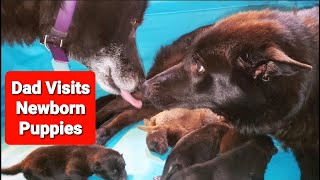 Dad Visits 3 Day Old Puppies - Newborn Lycan Shepherd Litter