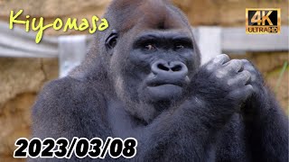 2023/03/08〜Shabani gorilla family 🍆🥒🍇🍑 シャバーニ一家の朝食