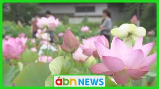 最盛期に1000輪咲く ハスの花が見ごろ（abnニュース　2024.07.15）