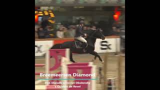 Breemeersen Diamond @ 6yo belgian stallioncompetition 2025  #breemeersen #showjumping  #stallion