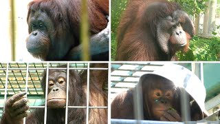 母ロリーと娘ひなは、一緒に暮らせない。　釧路市動物園　ボルネオオランウータン