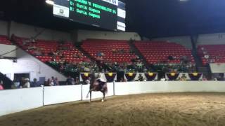 Saddlebred Three-Gaited Junior Exhibitor