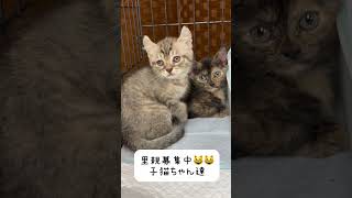 #里親募集中子猫アゴはネコ #子猫ちゃん