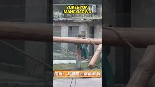 渝可渝爱眼见着莽小五被抱走，心里打翻了醋坛子 #pandafushun #funny #adorablepanda #cute #大熊猫 #animals #pandalove #zoo