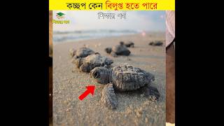 কচ্ছপ কেন বিলুপ্ত হতে পারে || interesting facts about turtle || #shorts #animals #শিক্ষারপথ #bangla