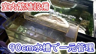 【めだか】室内繁殖設備完成　一元管理でメダカを爆殖予定です　Ｂ型おやじ　嫁ちゃん