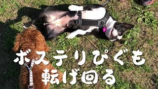 ボステリぴぐもが転がり回る！Boston terrier rolls！