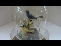 reuge double singing bird cage