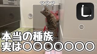 実はジェネッタ猫じゃない！？本当の猫種は○○○○○○！？