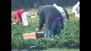 Migrant farm workers picking strawberries