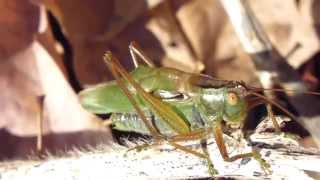 common meadow katydid stridulating