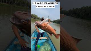 500 രൂപയുടെ ഈ ലൂർ സൂപ്പർ ആണ് | RedSnapper on  Hawas Flasher 110MM 22GM #tackletips