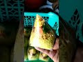 Nasi Kuning Kerucut yang Cantik