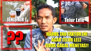 Tiga faktor telur lele gagal menetas atau berjamur!!