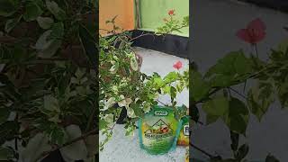 Bougainvillea flowering booster fertilizer// বোগেনভিলা গাছের খাবার ও পরিচর্যা//Baganbils