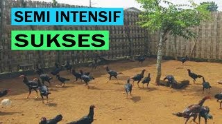 Ternak Ayam Kampung Pemula Semi Intensif [CARA & PANDUAN] Lengkap