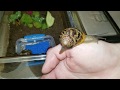 My Pet Helix Snails (Helix Aspera) How to care for, Make Good Pets