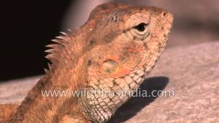 Calotes versicolor or the Indian Garden Lizard basking in the sun