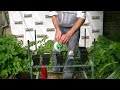 how to grow sweetcorn in ireland variety minipop