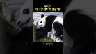 루이도 대나무 위치가 헷갈려