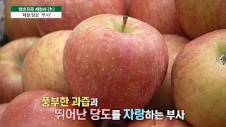 [방방콕콕 제철이 간다] 제철 맞은 '부사'