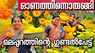 chendumalli krishi | മലപ്പുറത്തിന്റെ ഗുണ്ടൽപ്പേട്ട് | malappuram chendumalli | plants hunting |