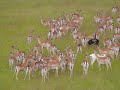 extremely rare black and white fallow deer dama dama daniel škvrnitý recorded in one video