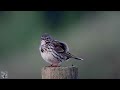 meadow pipit heipiplerke Луговой конёк graspieper bisbita pratense wiesenpieper anthus pratensis