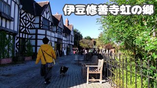 【静岡県伊豆観光】行けばわかる！犬連れに大人気の観光地！紅葉とライトアップが旅の思い出に！