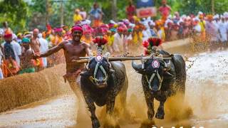 KakyaPadavu Kambala 2018-19 | All Final Fight Races | Vedieos Collection | Results In Description..