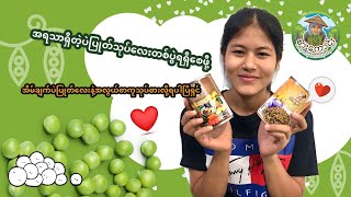 တံဆိပ်:အိမ်ချက်- ပဲပြုတ်သုပ်Reviewလေးပါရှင် သဲလေးတို့လဲကြိုက်နှစ်သက်မယ်ဆိုတာမင်မင်လဲသိပါတယ်ရှင်