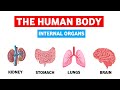 Internal organs of human body | Internal organs | Body parts |Parts of our body | #internalorgans