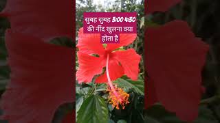 सुबह सुबह 3;  4:30 उठना क्या होता है #viralvideo #trending #shortvideo