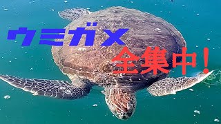 全集中！亀の呼吸と血気術