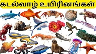 Sea Animals in Tamil with Real time images and video | கடல் வாழ் உயிரினங்கள் | Kids Tamil