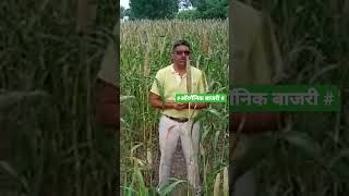 बाजरी  लागवड Millet Cultivation Information