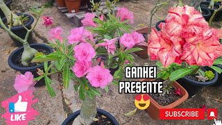 Mostrando o Jardim de Rosas do Deserto - Ganhei Presentes 🤩🌸