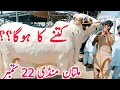 Today Multan Cow Mandi Video | Cholistani Sahiwal Brahman Bachre || Global Village Farming