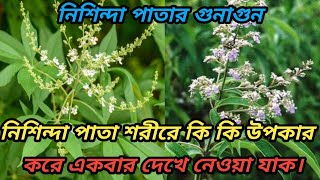 ঔষধি গুণে সমৃদ্ধ নিশিন্দা পাতা। জেনে নিন নিশিন্দার যত গুণ। Nishinda Leaf Benefits