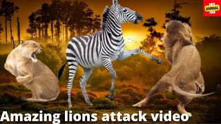Amazing Lions attack video