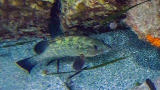 Brauner Zackenbarsch (Epinephelus marginatus), Kardinalfisch (Apogon imberbis)